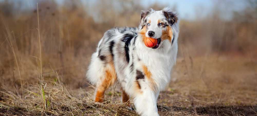 en zeki köpek cinsleri