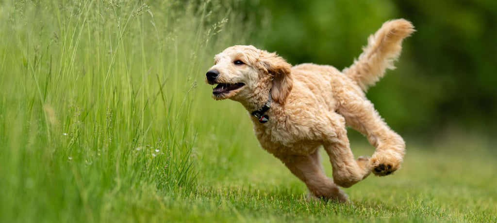köpek egzersiz ihtiyacı