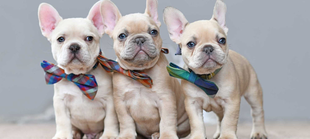 köpek yaşı hesaplama