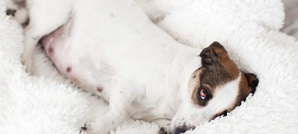 köpeklerde hamilelik