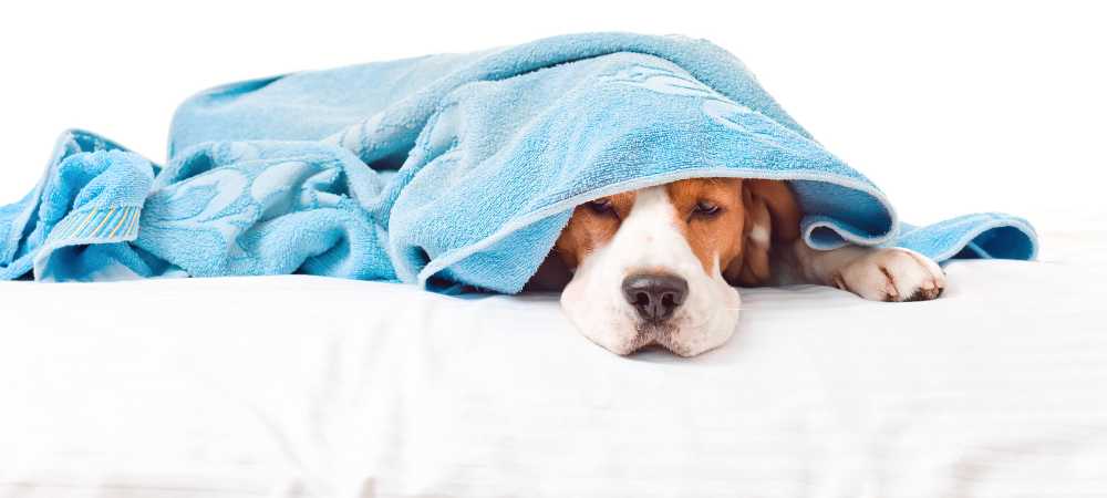 köpeklerde kusmuk renkleri