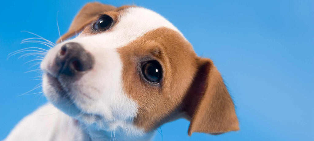 köpeklerde parazit