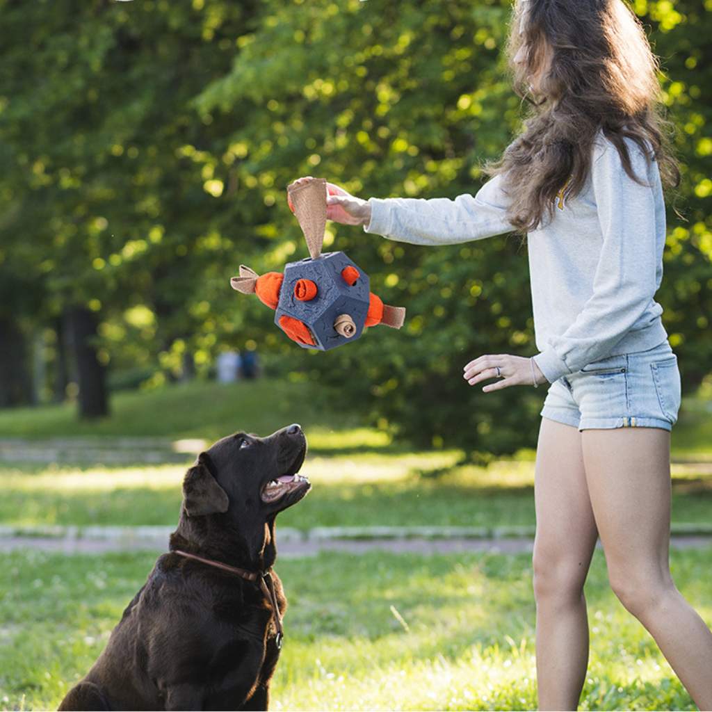 köpek aktivite topu
