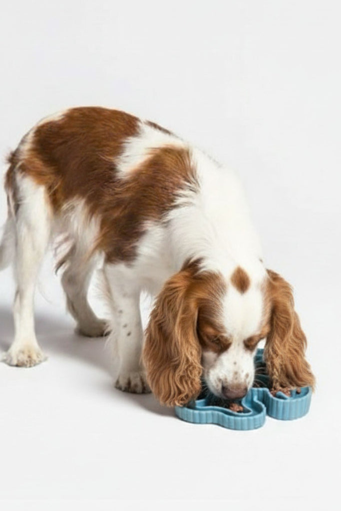 köpek slow feeder kap